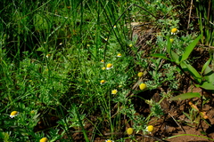 Cotula nigellifolia nigellifolia