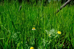 Cotula nigellifolia nigellifolia