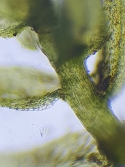 Hygroamblystegium humile