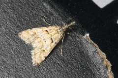 Culladia strophaea