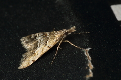 Culladia strophaea