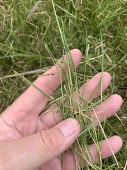 Paspalum virgatum