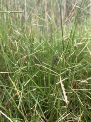 Paspalum virgatum
