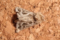 Thysanoplusia daubei