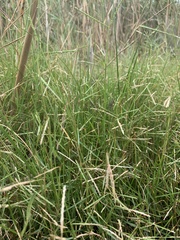 Paspalum virgatum