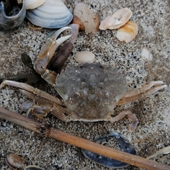 Liocarcinus vernalis
