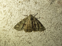 Ascotis fortunata