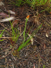 Gladiolus brevitubus