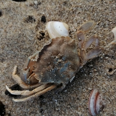 Liocarcinus vernalis