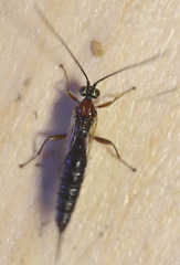 Tromatobia lineatoria