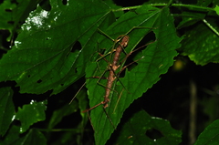 Ceroys perfoliatus