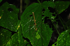 Ceroys perfoliatus