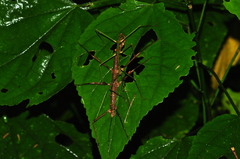 Ceroys perfoliatus