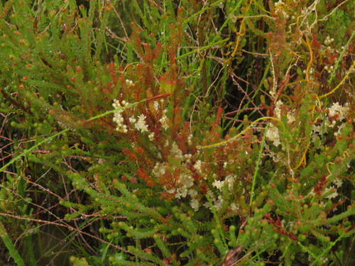 Image of Cuscuta angulata by (c) Jeremy Gilmore, some rights reserved (CC BY)