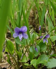 Viola uliginosa