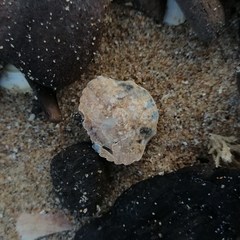 Liocarcinus vernalis