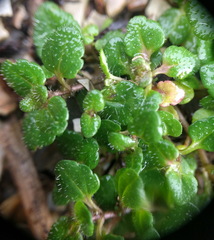 Veronica arvensis
