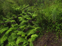 Blechnum capense