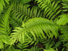 Blechnum capense