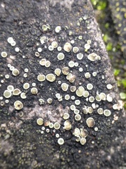 Myriolecis semipallida