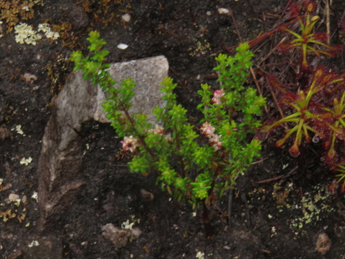 Image of Erica azaleifolia by (c) Jeremy Gilmore, some rights reserved (CC BY)