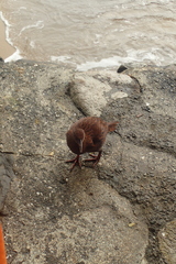 Gallirallus australis scotti