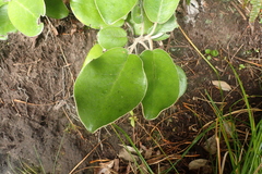 Brachyglottis rotundifolia