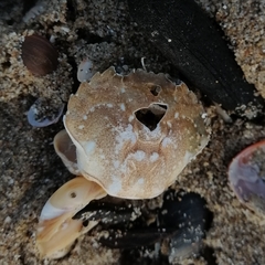 Liocarcinus vernalis