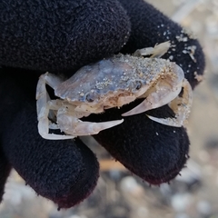 Liocarcinus vernalis
