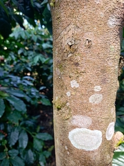 Aquilaria