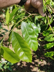Aquilaria