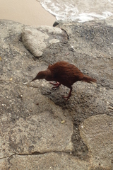 Gallirallus australis scotti