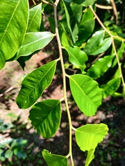 Aquilaria