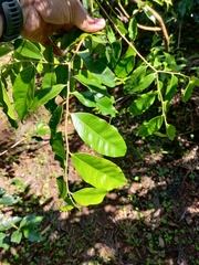 Aquilaria
