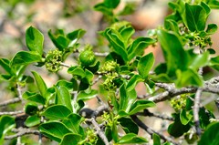 Vangueria soutpansbergensis