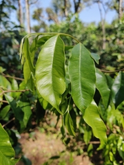 Aquilaria