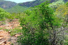 Vangueria soutpansbergensis