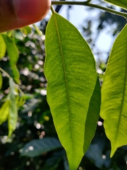 Aquilaria