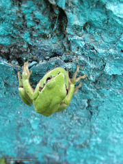 Hyla plicata