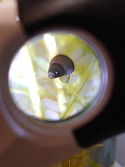 Koreoleptoxis