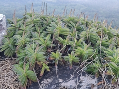 Coleus plantagineus
