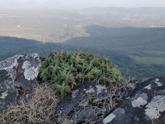 Coleus plantagineus