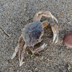 Liocarcinus vernalis