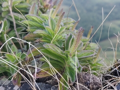 Coleus plantagineus