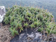 Coleus plantagineus
