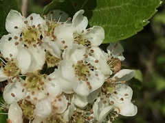 Crataegus gaylussacia