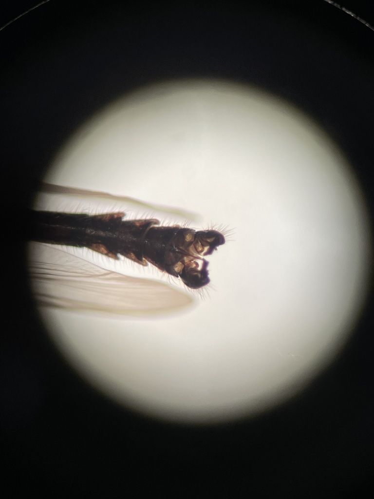 Diamesa mendotae