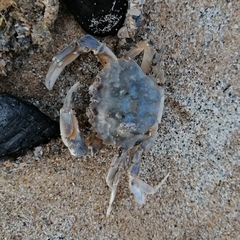 Liocarcinus vernalis