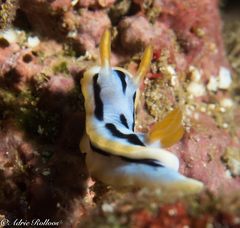 Chromodoris strigata