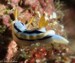 Chromodoris strigata